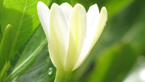 Island Scents