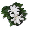 Tahitian Tiare Butterfly Hairclip