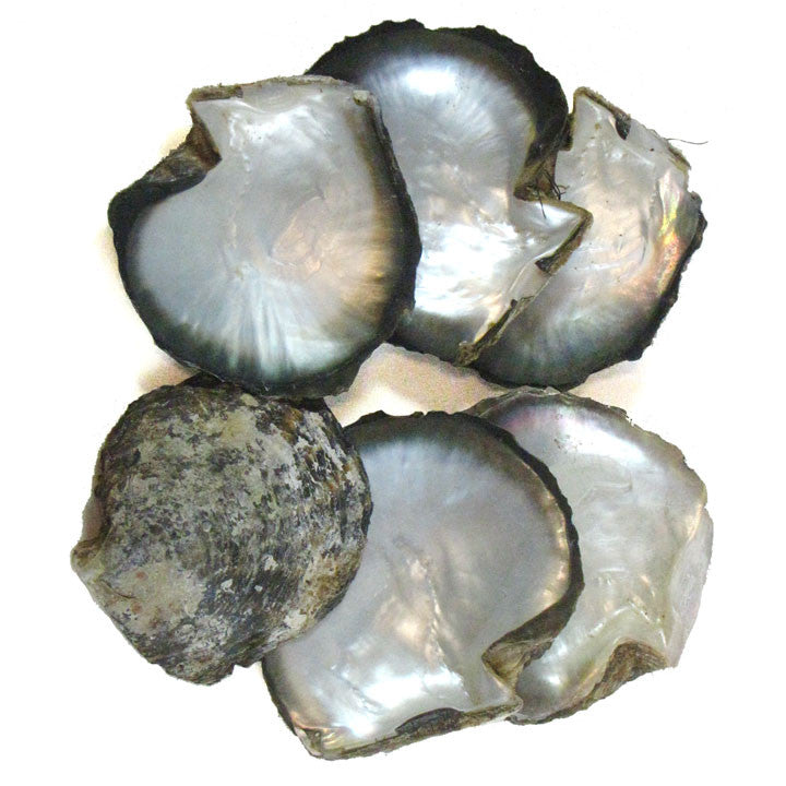 Unfinished Mother of Pearl Shells