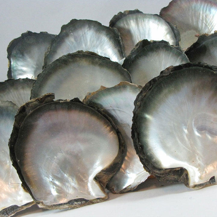 Unfinished Mother of Pearl Shells Black Pearl Designs