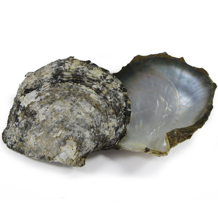 Unfinished Mother of Pearl Shells